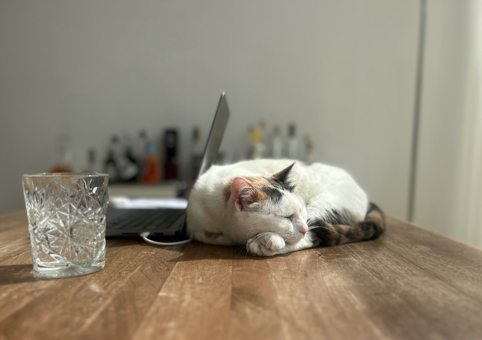 Un gatto dorme acciambellato accanto a un portatile